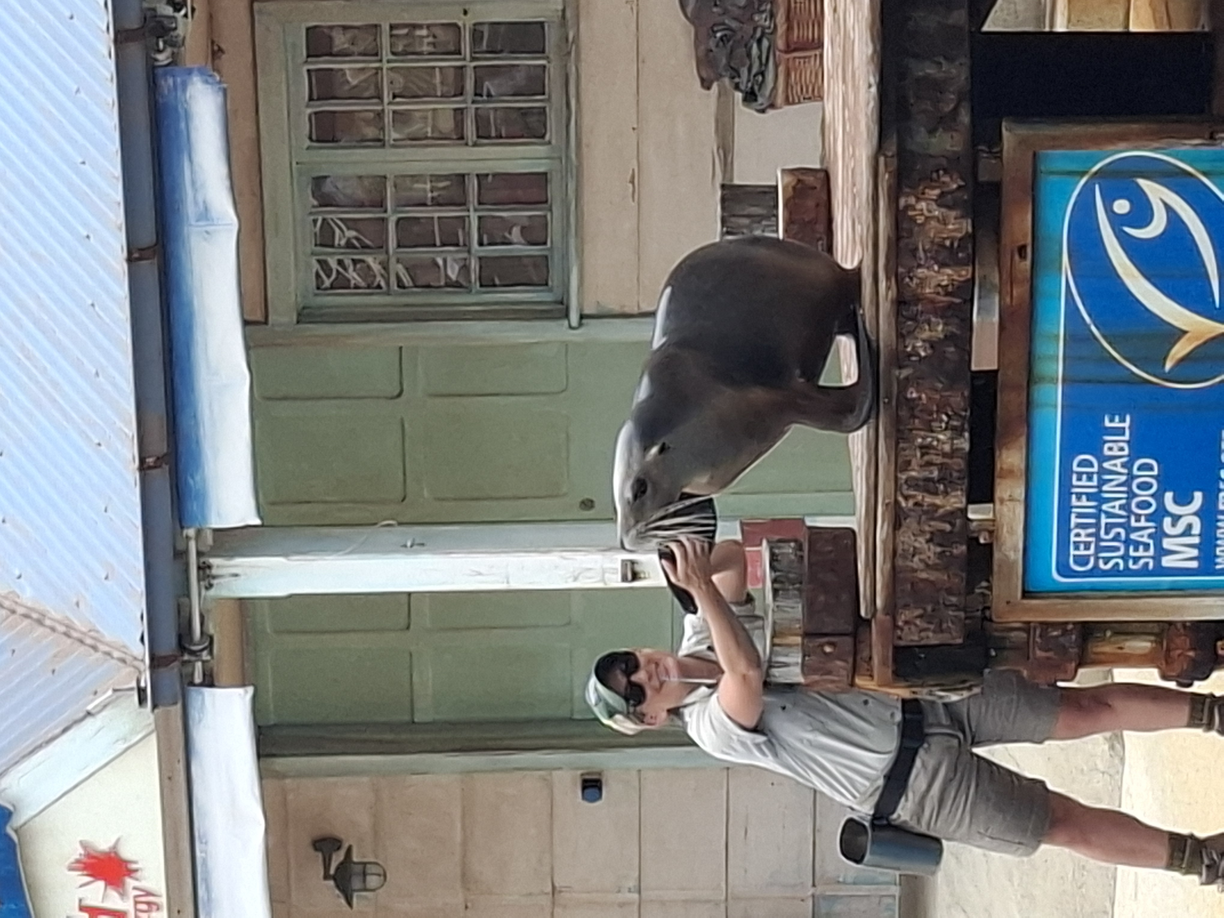 Taronga Zoo - Seal and Sealion Show